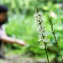 수원-1968 이미지