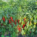 이영규농장 이미지