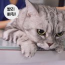 다이아통신 이미지