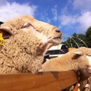 갑천농장 이미지