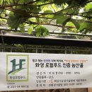 송산포도원혜농원