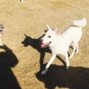 러브독애견카페 이미지