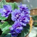 바이올렛 이미지