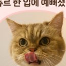 김냐옹 미용실 이미지