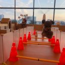 등교하개 이미지