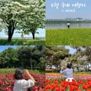 5월 국내 여행지 추천 축제 꽃구경 가볼만한곳 best7