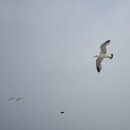 삽교호 관광지 이미지