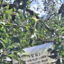 신원농장 | 충북 충주 [새봄농원]에서 직접 딴 사과의 달콤함🍏”“가족체험 추천!