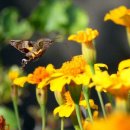 【박각시 'Sphinx moth, hawk moth’】 "스핑크스 나방(Sphinx moth), 매 나방(Hawk moth)" 이미지