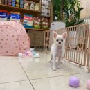 보라애견샵 네이버블로그