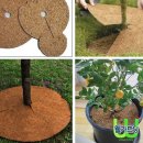 코코트리 이미지