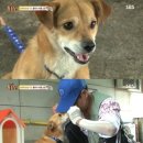 동물농장 이미지