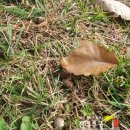 영풍 병산리 갈참나무 이미지