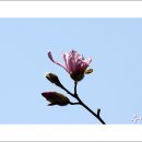 목련 이미지