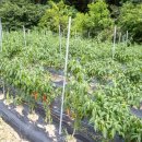 석정이네 한우 이미지