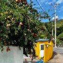 사궁두미 479 이미지