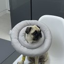 척척 동물의료센터 이미지