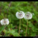 자연-꽃 이미지