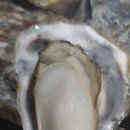 낙지랑굴