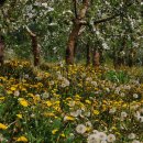 민들레 농장 이미지