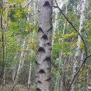 수리봉목장 이미지