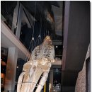 육지에서 고래를 볼수있는 장생포 고래박물관 (09. 07. 12) 이미지