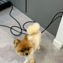 JJ 펫살롱 이미지