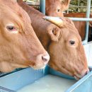 강진 맥우농장 이미지