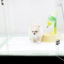 폼폼애견 이미지