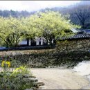 순천-59호 Daum카페