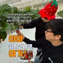 케이트팜 | 충남 아산딸기도치팜 아이와 겨울방학 실내체험｜딸기수확부터 아이스크림, 케이크 만들기까지