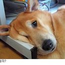 우리집 강아지 이미지