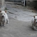 강아지 마음 이미지