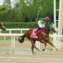 오아시스 이미지