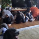 인우동물병원 | 2월 (2/2)