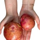 홍집농장 이미지