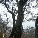 동막농장 이미지