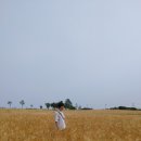 보리수하 이미지