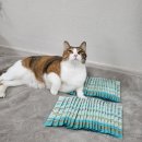 호광 | [내돈내산/조공 츄르 호광이]히끄네 텃밭 리틀제주 호키&amp;광어 공구 후기