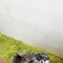 테일러퍼피 - 김해시 내외중앙로 41 | 테일러퍼피