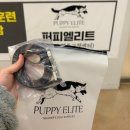 행복한강아지 | [경기/용인] 토리와의 더 행복한 일상을 위한 강아지 행동교정 센터 ‘퍼피엘리트’ 후기 🐾🌿