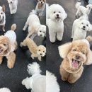 부산펫(주) 이미지