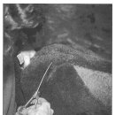 Grooming pet(그루밍펫) 이미지