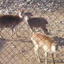 동해사슴목장 이미지