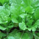 연두농장 이미지