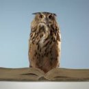 와이저, 똑똑한 조직은 어떻게 움직이는가 이미지