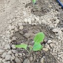 오가네 하우스 이미지