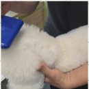 놀러왔댕 이미지