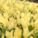 선문염송설화 이미지