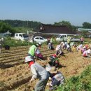 망성보건지소 | 관내 홀로사시는 어르신 50가정에 고구마와 생필품 전달